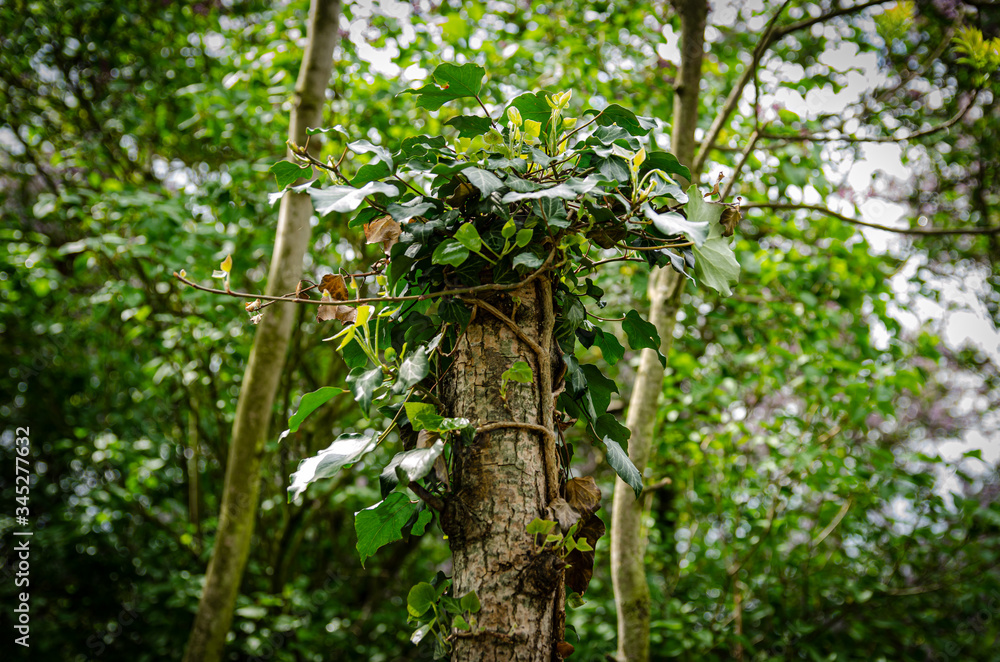 Fototapeta premium climber on the tree