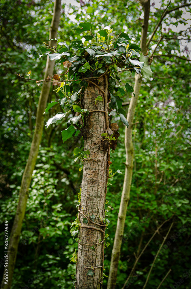 Fototapeta premium climber on the tree