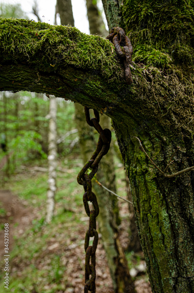 Fototapeta premium old chain on the tree