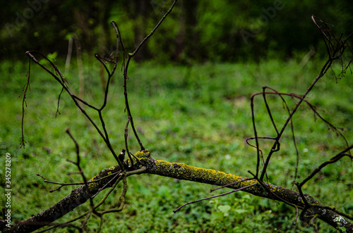  fallen tree in the park