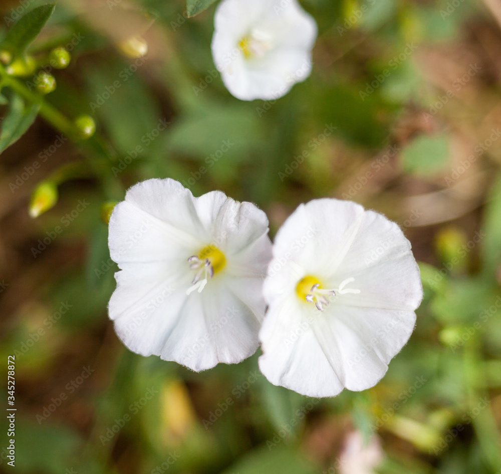 White flowers. Calystegia sepium.