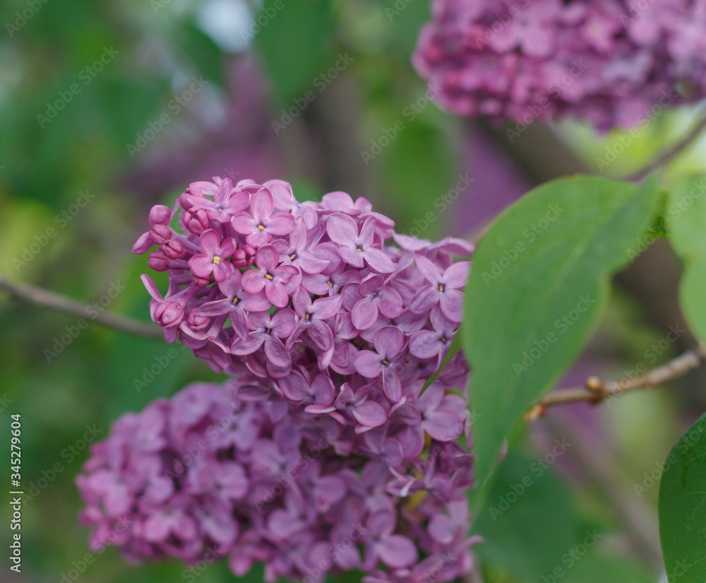Obraz premium spring violet red lilac, closeup, on a blurred background 