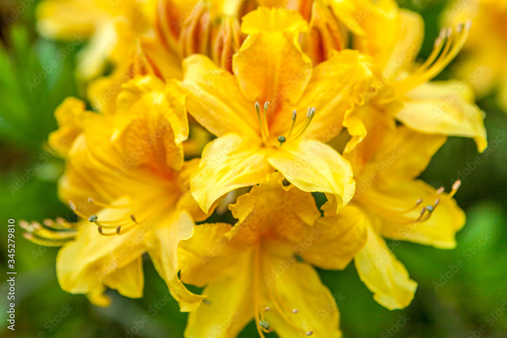 Rhododendron luteum, the yellow azalea or honeysuckle azalea flowers close up. Backgroun Rhododendron luteum, the yellow azalea or honeysuckle azalea flowers close up. Backgroun