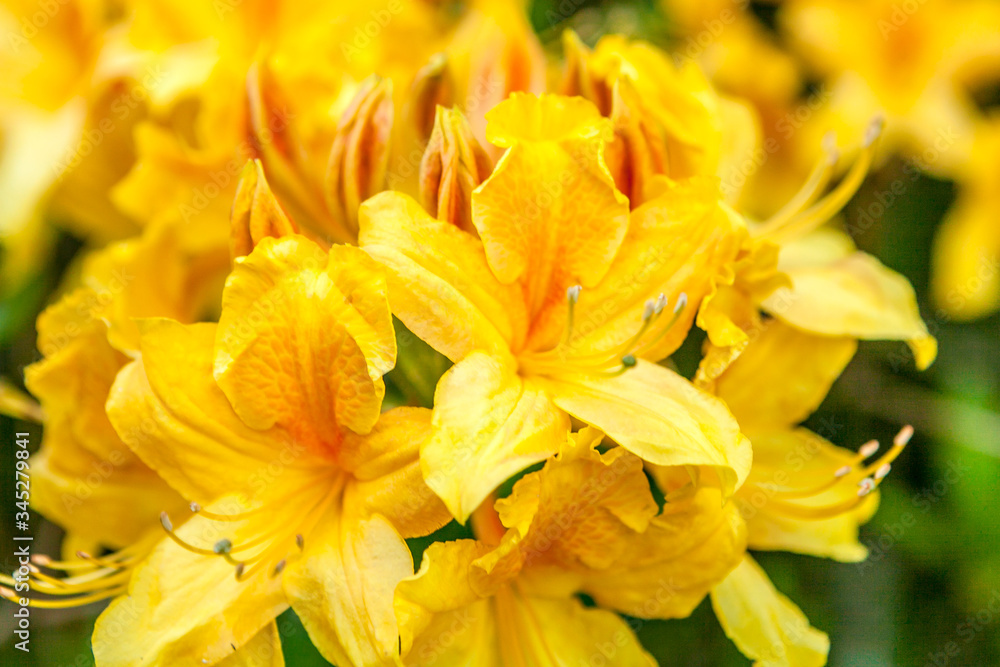 Obraz premium Rhododendron luteum, the yellow azalea or honeysuckle azalea flowers close up. Backgroun