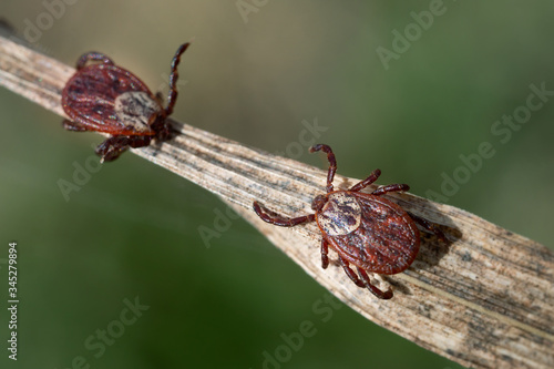 Ixodes mites sitting on a blade of a dry grass in nature macro