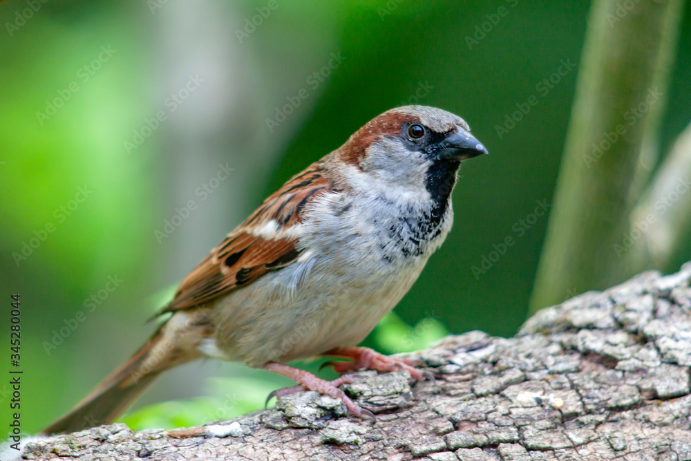 Fototapeta premium Moineau domestique sur la branche