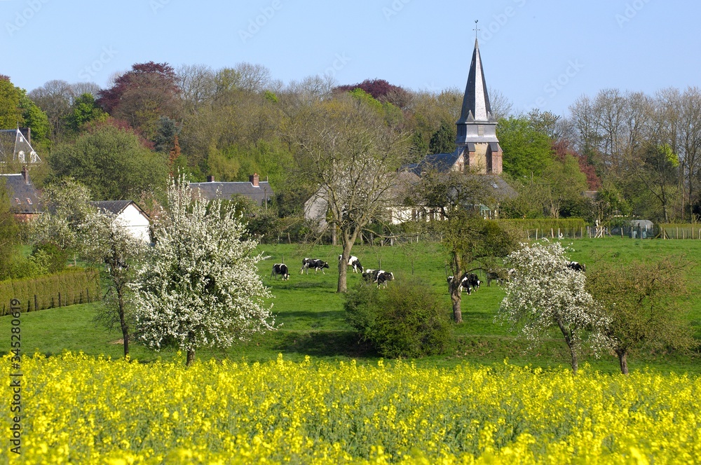 Champ de colza en fleur avec église et troupeau  de vaches en arrière-plan