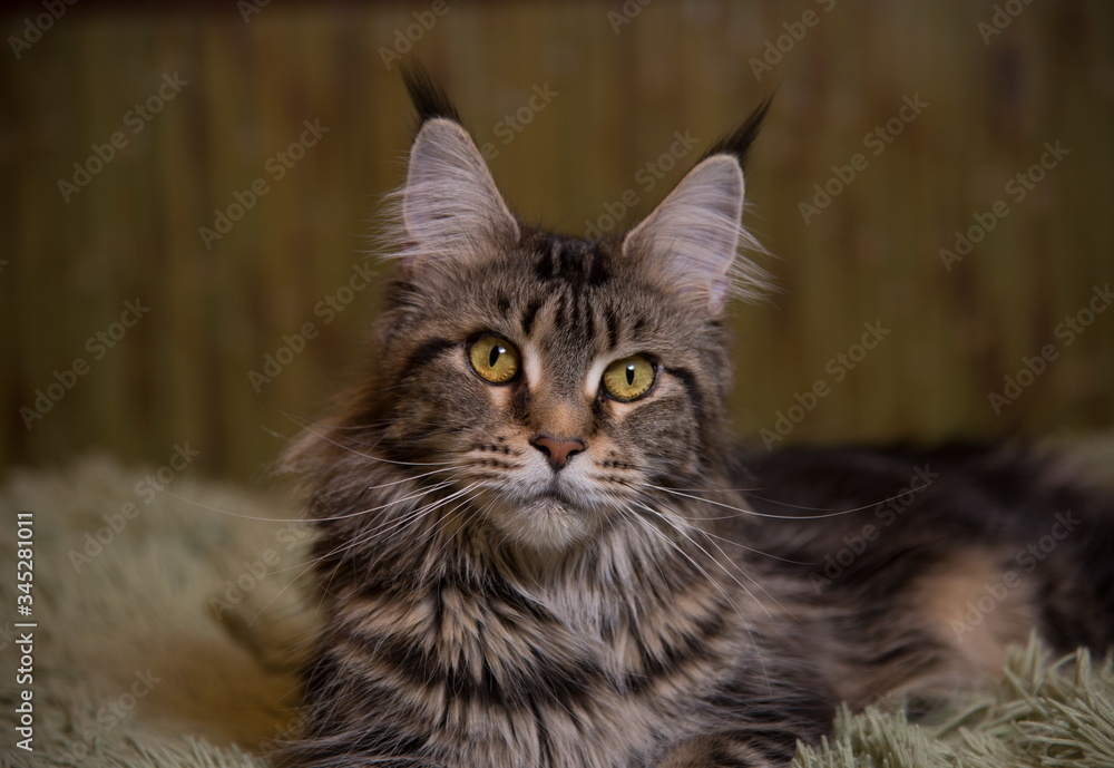 Fototapeta premium portrait of a cat