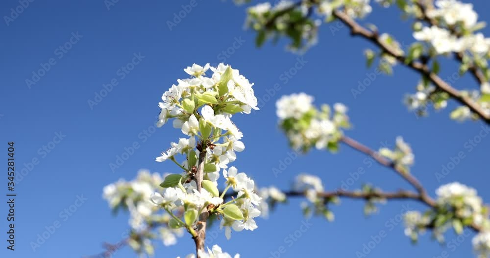 Closeup of a pear blossom. Blooming spring nature. Flowering fruit trees. Closeup of a pear blossom. Blooming spring nature. Flowering fruit trees.