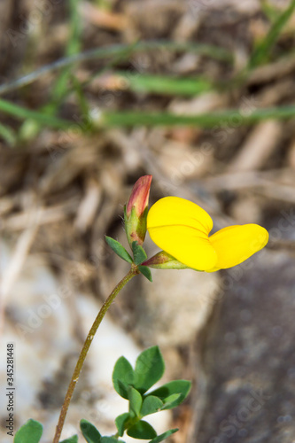 blooming greater bird's-foot trefoil glaber photo