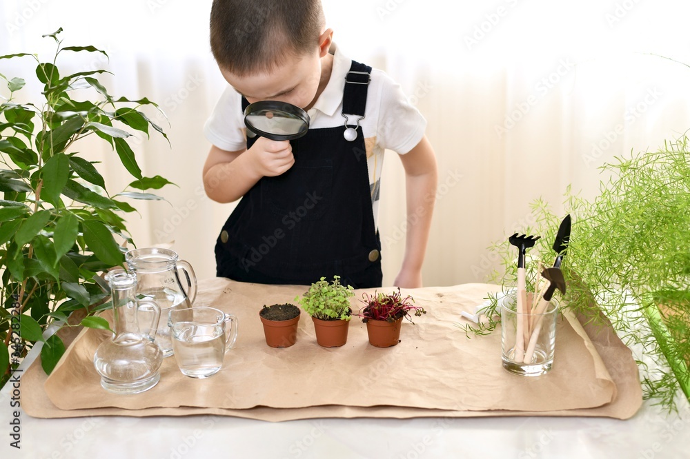 The kid looks into the magnifying glass at the sprouts of greenery in the pot in the atmosphere of garden equipment. The kid looks into the magnifying glass at the sprouts of greenery in the pot in the atmosphere of garden equipment.