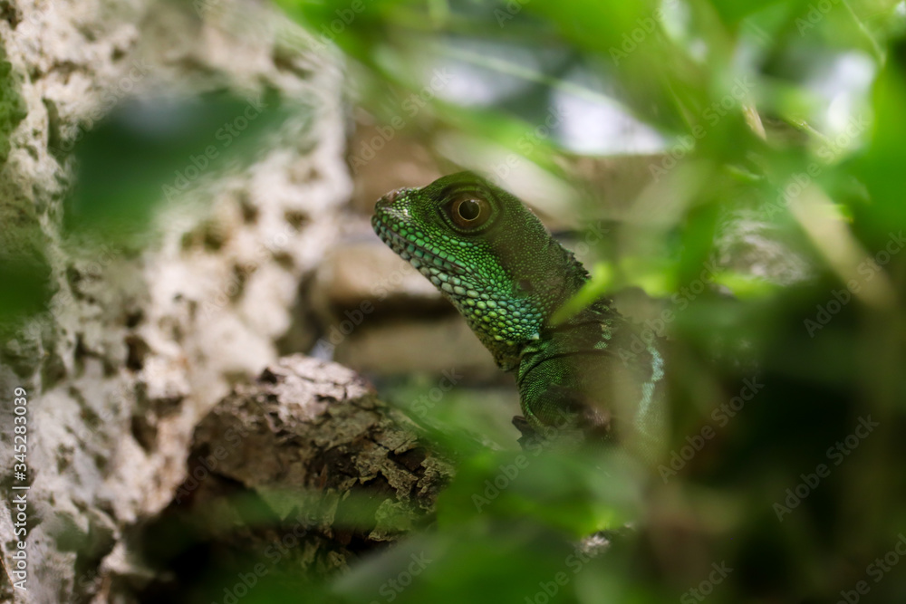 Chinese water dragon Chinese water dragon