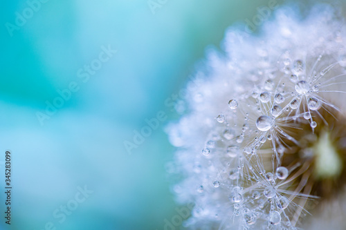 Closeup of dandelion on natural background. Seasonal nature background concept. Beautiful summer meadow background. Inspirational nature closeup.
