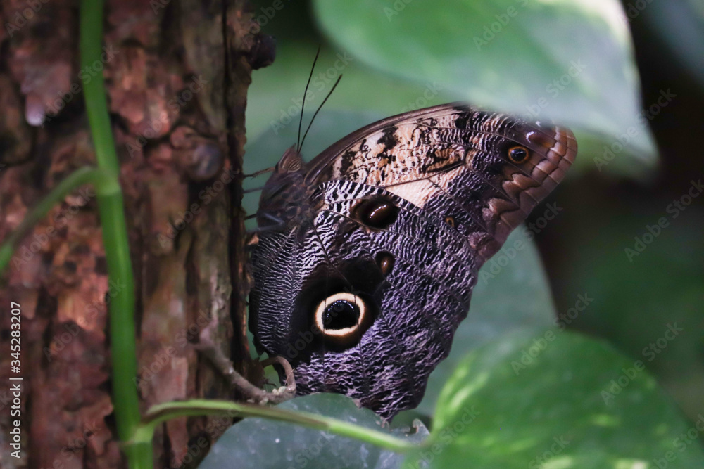Obraz premium Giant Owl (Caligo memnon)