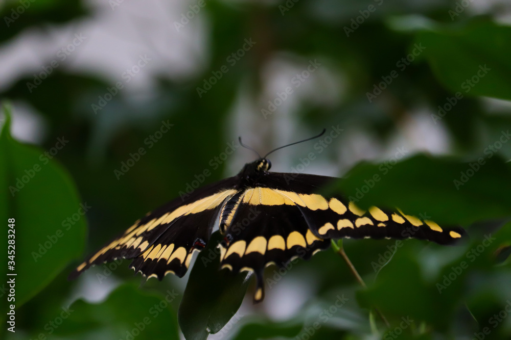 King swallowtail (Papilio thoas or thoas swallowtail) King swallowtail (Papilio thoas or thoas swallowtail)