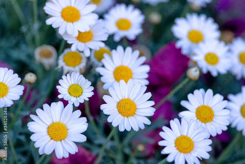 Fototapeta premium Glade of white daisy flowers closeup top view on a blurred background