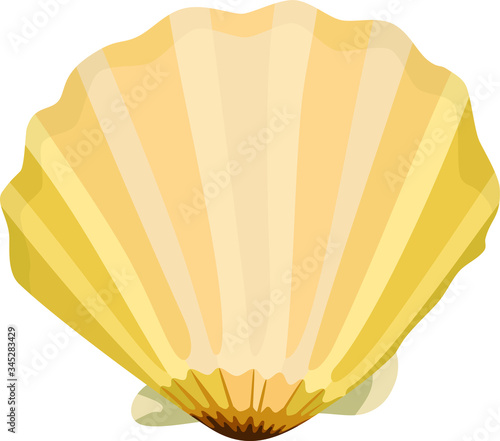 sea shell at beach