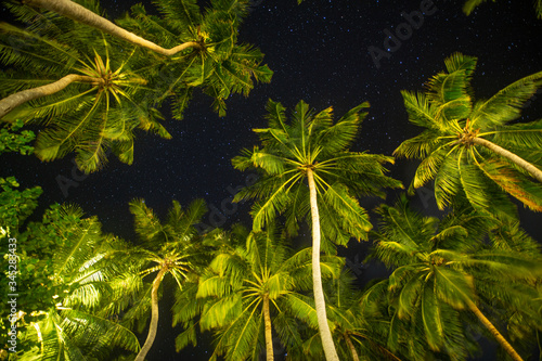 Coconut palm trees perspective view at night. Night sky with bright stars over green palm trees