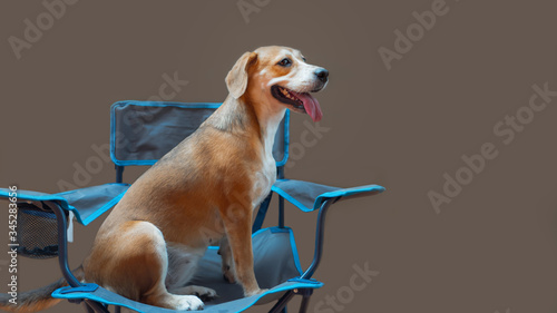 Brown and white dog portrait sitting on a picnic chair with an olive green background, Taking pictures on the side.