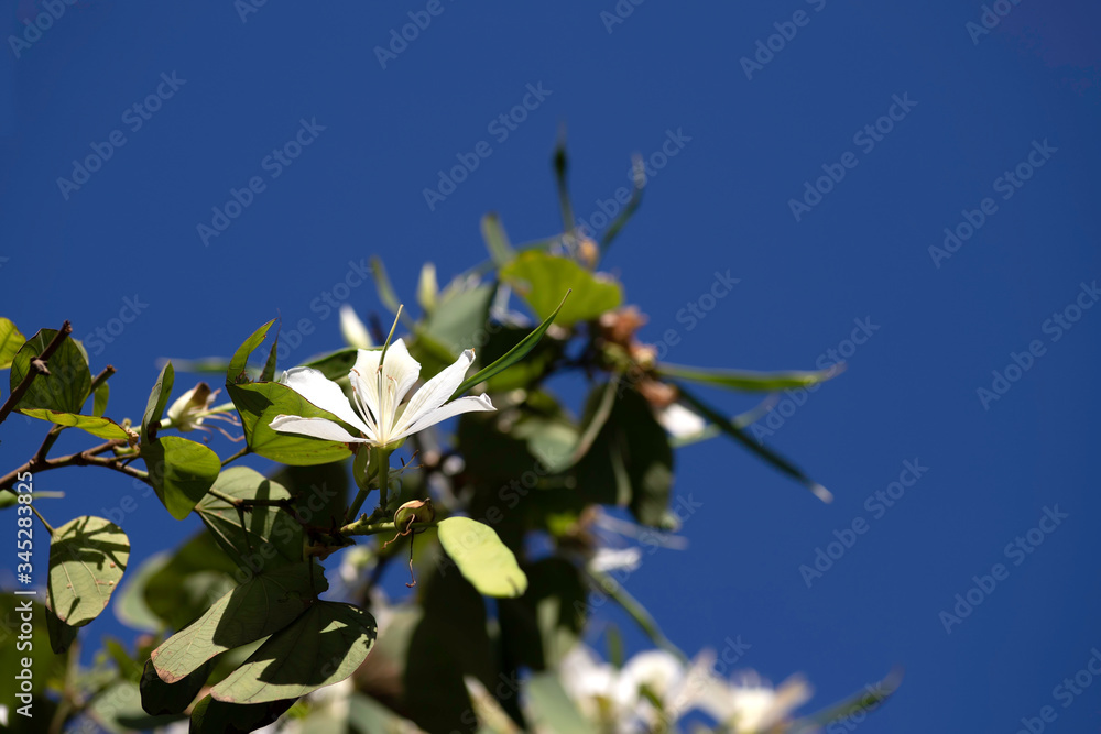 Delicate white flower of a Bauhinia tree among green foliage against a blue sky Delicate white flower of a Bauhinia tree among green foliage against a blue sky