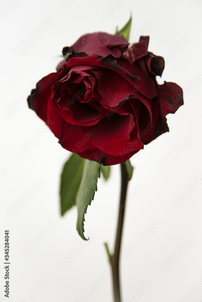 Fototapeta premium rosa rossa con sfondo bianco
