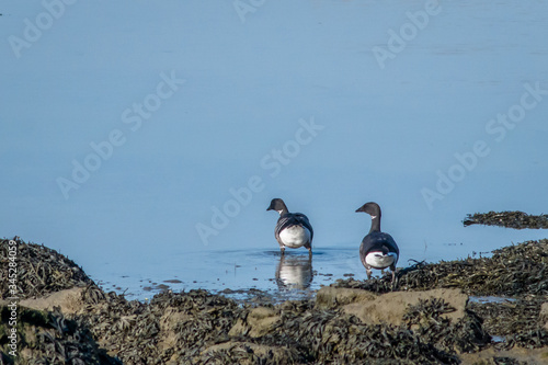 Bernache cravant mise à l'eau