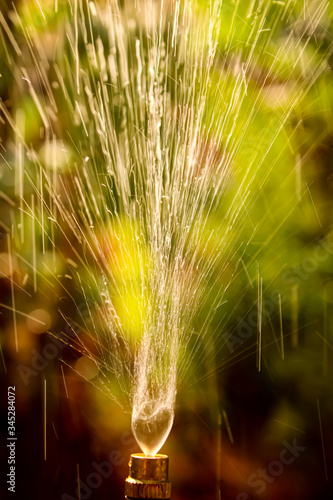 gardener watering the lawn in the garden