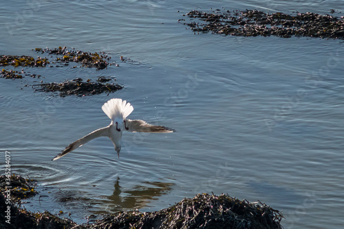 Mouette rieuse en plongeon