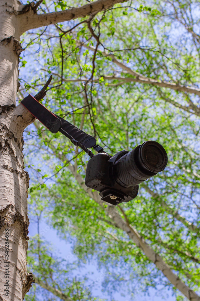 Fototapeta premium professional camera left on a birch branch against a blue sky with a blurred background