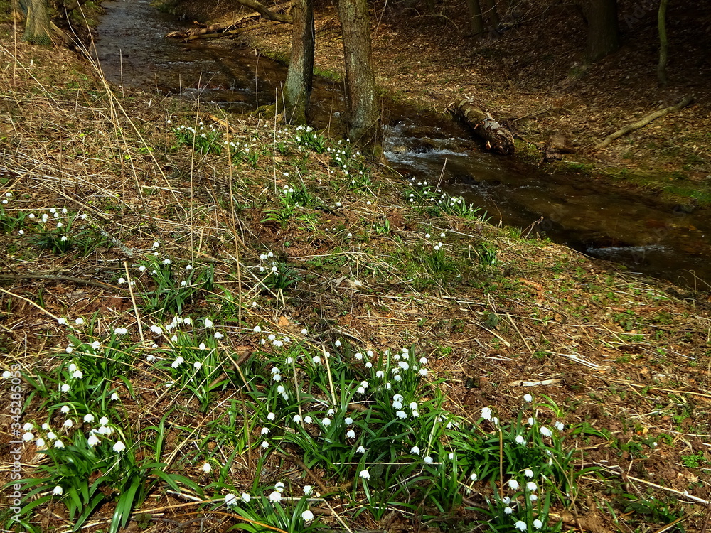 Obraz premium Czech Republic-viev of the flower spring snowflake and Gold stream near Trutnov