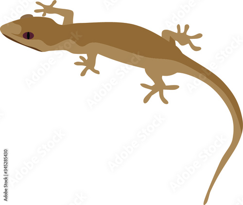 gecko on a white background