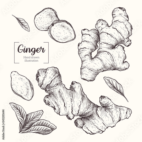 Ginger. Sliced ginger root. leavesVector Hand Drawn. Sketch Botanical Illustration. Eco healthy food. Superfood.