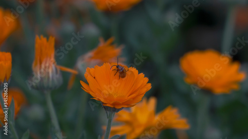 Mariquita sin macro