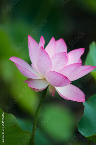 Lotus blooming in the pond