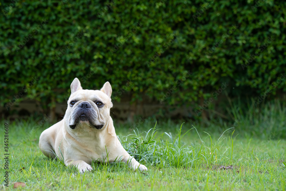 Cute french bulldog lying on grass at garden.