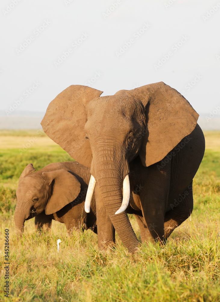 Obraz premium Elephants in Amboseli Nationalpark, Kenya, Africa