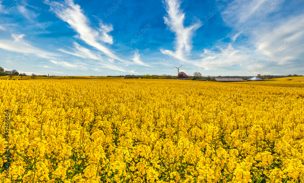 Obraz premium Yellow rapeseed field