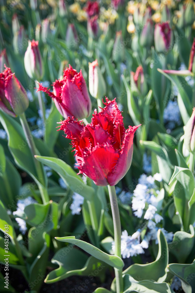 Naklejka premium Close-up of a fringed red tulip (Crispa tulip)