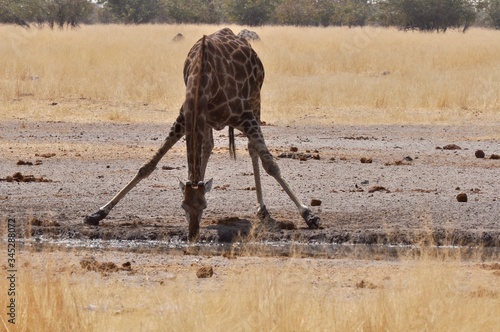 Etosha Park wildlife photo