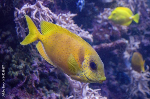 Yellow tropical fish in aquarium