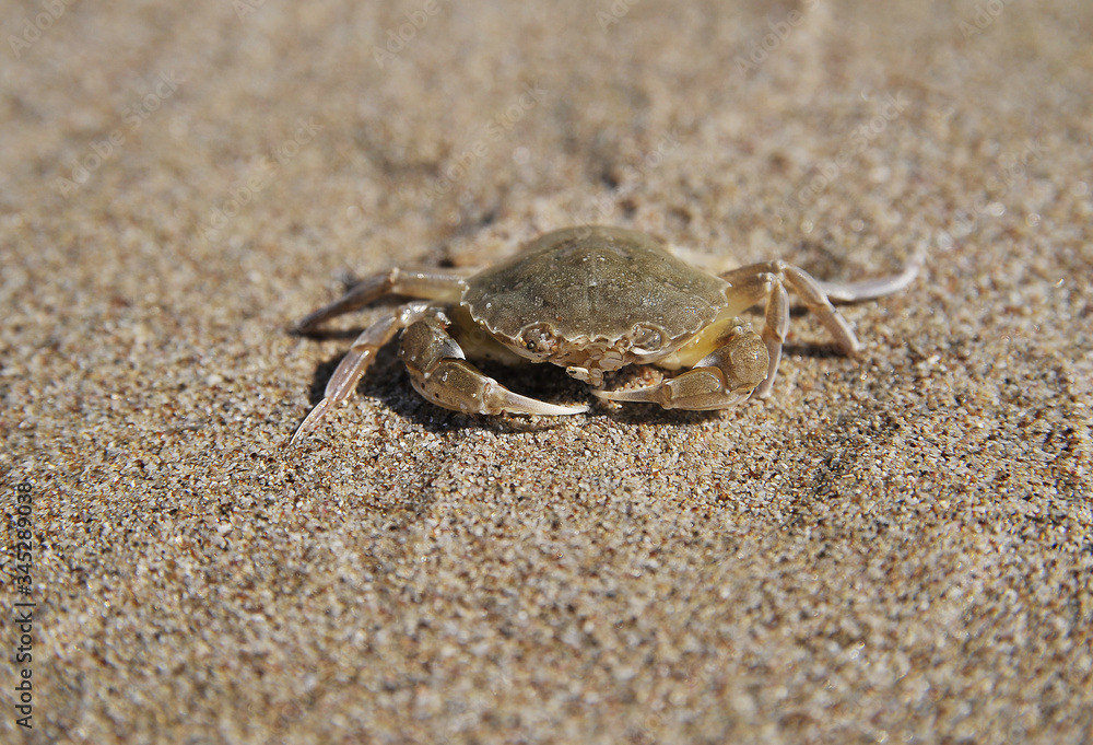 crab on the beach crab on the beach