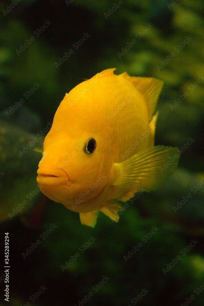 Yellow gold tropical fish in aquarium in Budapest Yellow gold tropical fish in aquarium in Budapest