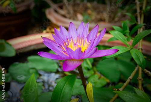 Beautiful purple lotus flowers