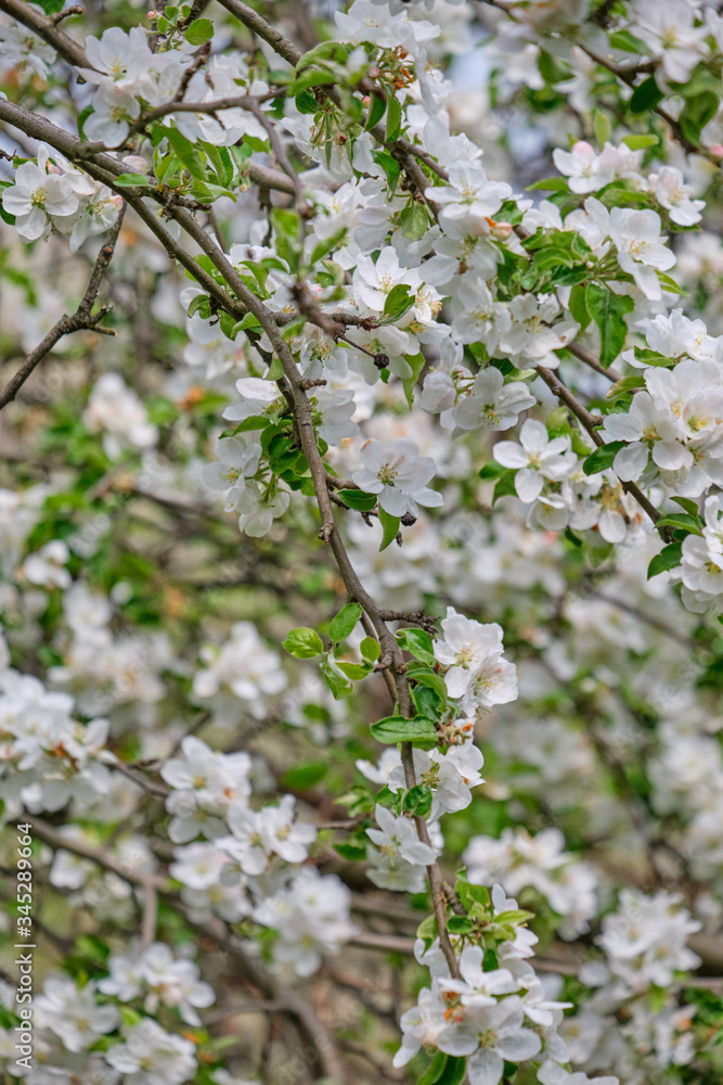 Apple blossoms in the garden. spring background Apple blossoms in the garden. spring background