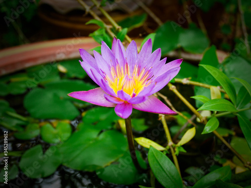 Beautiful purple lotus flowers