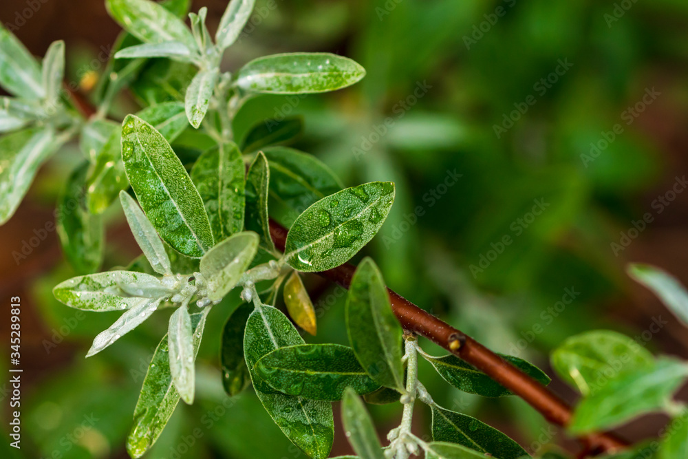 Wassertropfen auf den Blätter einer Silberweide Wassertropfen auf den Blätter einer Silberweide