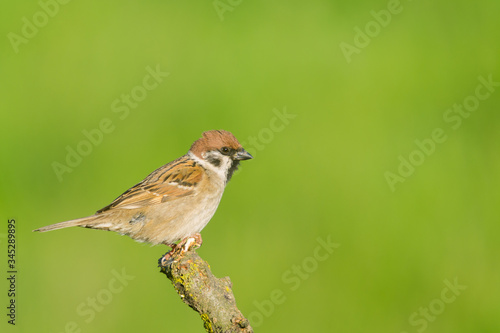 House Sparrow (Passer domesticus) and green background