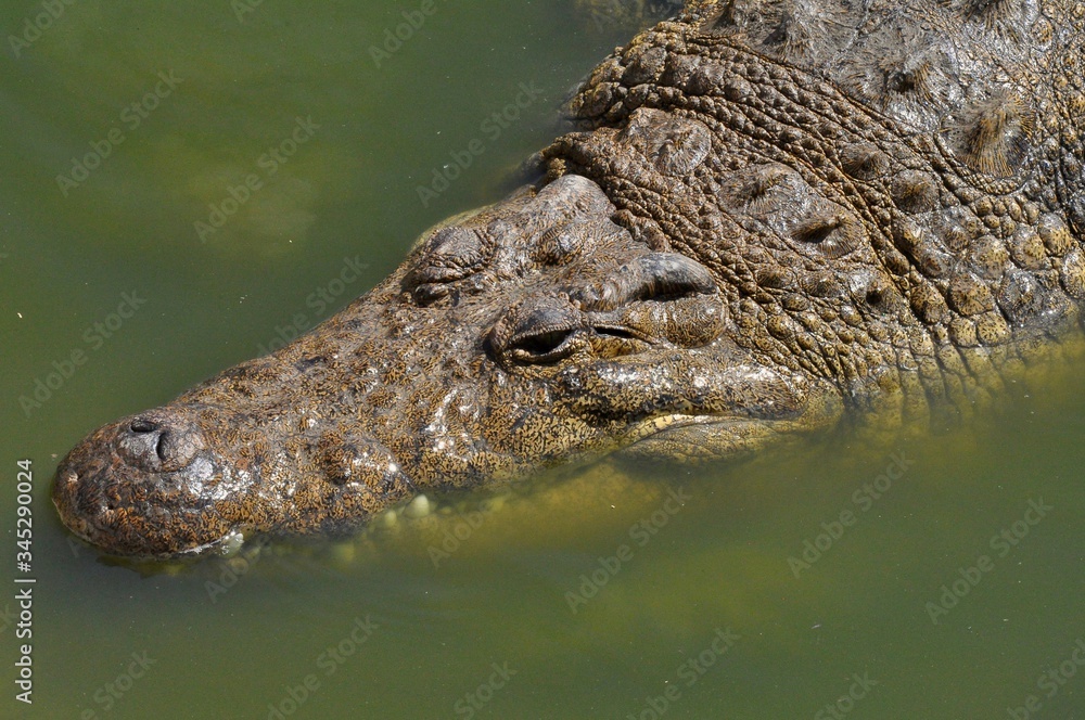 Africans crocodile Africans crocodile