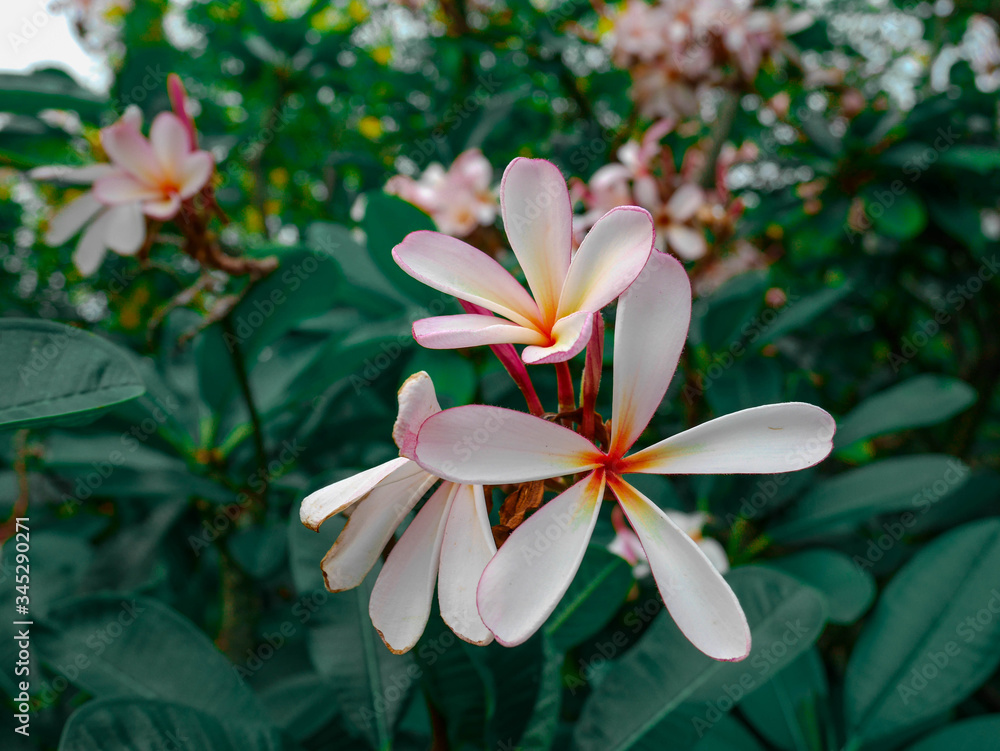 Naklejka premium Beautiful white plumeria flowers