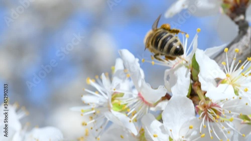 Honey bee on blooming apple tree flowers. Spring flowers concept.